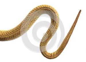 The tail of a snake on a white background