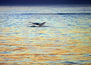 Tail of sounding whale photo