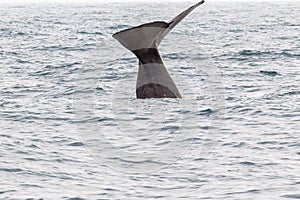 The tail of sperm whale. Kaikoura, South Island. New Zealand