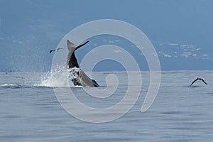 The tail of sperm whale Physeter macrocephalus or cachalot with island in background and with small flock of the Cory`s