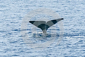 Tail of Sperm Whale at sunset while diving