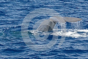 Tail of Sperm Whale at sunset while diving