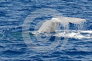 Tail of Sperm Whale at sunset while diving