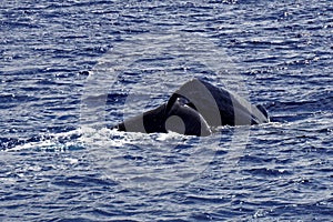 Tail of Sperm Whale about to Dive