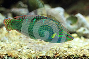 Tail-spot wrasse photo