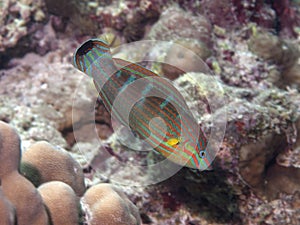 Tail-spot wrasse