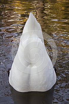 Tail swan in water
