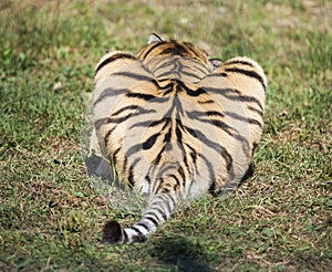 Tail of a tiger, a predator`s butt, a priest`s heart shape