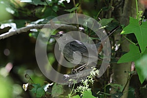 Tail Up Gray Catbird