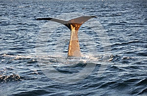 Tail whale close up, Norway