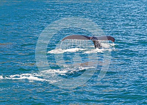 Tail of whale creates surf on blue water of Resurrection Bay, Alaska, USA