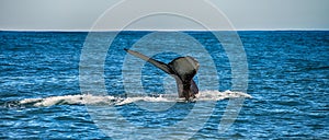 Tail of a whale in Husavik, Iceland