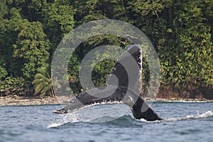 Tail of a Whale Rising Out of the Water photo