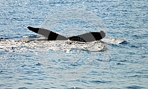 Tail of whale in sea