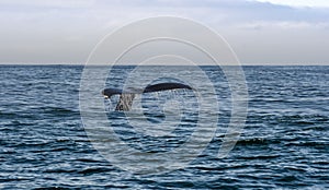 Tail of whale swimming in sea