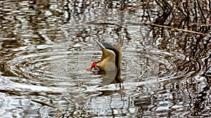 tail of a wild duck dive underwater