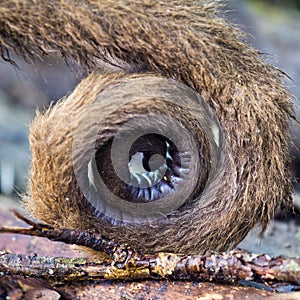 Tail of a woolly monkey