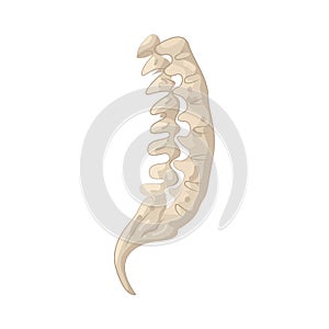 illustration of tailbone