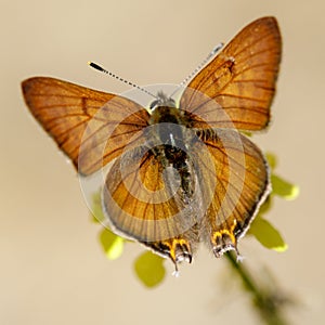 Tailed Copper butterfly, male