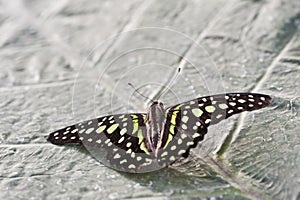 Tailed Jay butterfly