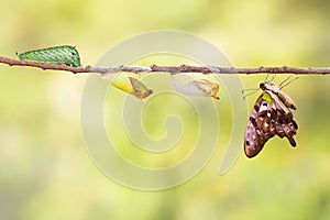 Tailed jay butterfly with chrysalis and caterpillar