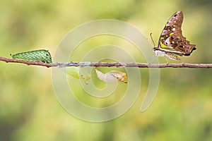 Tailed jay butterfly with chrysalis and caterpillar