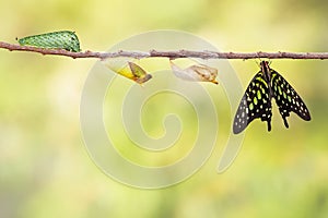 Tailed jay butterfly with chrysalis and caterpillar