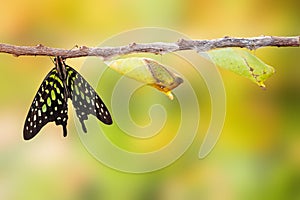 Tailed jay butterfly with chrysalis and mature on twig