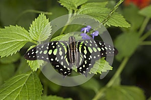 Tailed-Jay Butterfly, graphium agamemnon, Adult standing on Leaf