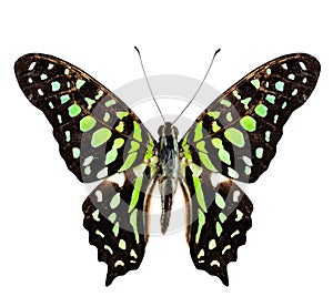 Tailed Jay Butterfly, green spotted butterfly, purely isolated on white background photo