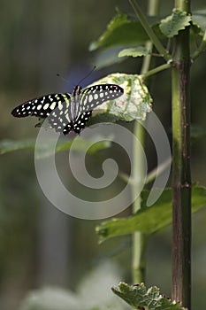 Tailed jay butterfly on the leaf