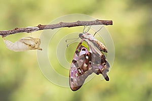 Tailed jay butterfly with shell of chrysalis