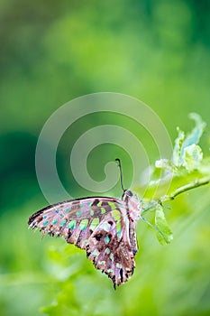 Tailed Jay - Graphium agamemnon
