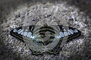Tailed Jay Graphium agamemnon Butterfly