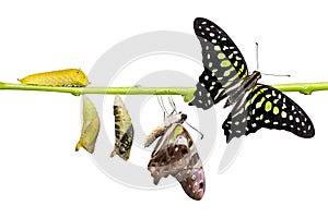 Tailed Jay Graphium agamemnon butterfly life cycle