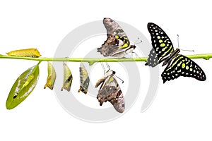 Tailed Jay Graphium agamemnon butterfly life cycle