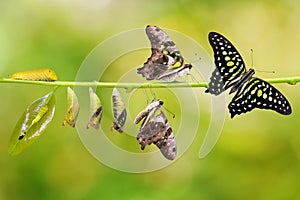 Tailed Jay Graphium agamemnon butterfly life cycle