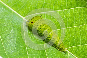 Tailed Jay Graphium agamemnon caterpillar