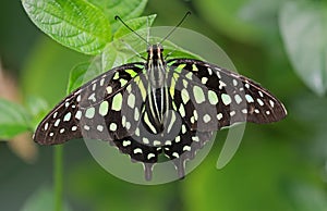 Tailed Jay