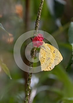 Tailed Sulphur butterfly on a red vervain Blossom in Costa Rica