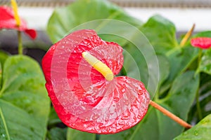 Tailflower, anthurium andraeanum linden ex andre, in a greenhouse