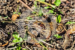 Tailless amphibian toad lat. Bufonidae or just a toad on a bright sunny autumn day. Moscow region, Russia