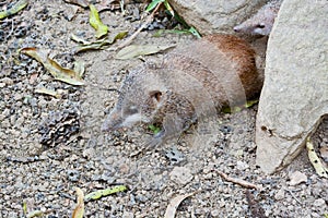 tailless tenrec (Tenrec ecaudatus)