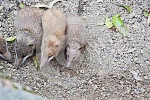 tailless tenrec (Tenrec ecaudatus)