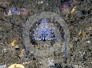 Tailless Whip Scorpion Amblypygi sp.