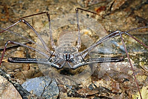 Tailless whip scorpion or Amblypygid