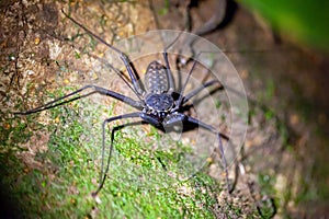 Tailless whip scorpion, Phrynus whitei, on a forest floor