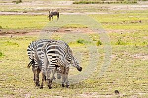 Tailless zebra scratching on the back of a conjenere in the savannah of Amboseli Park in Kenya