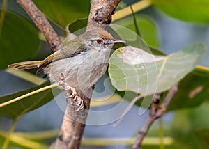 A Tailor Bird sitting on a branch