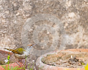 A Tailor bird sitting